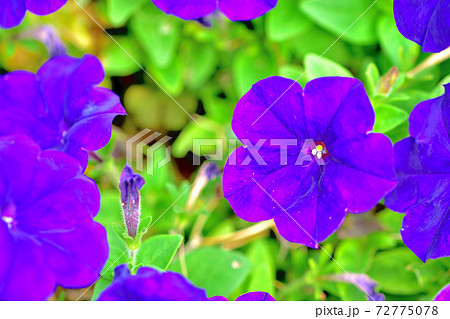春に咲く紫色の花・カリブラコア 72775078