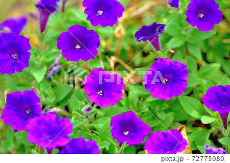 春に咲く紫色の花・カリブラコア 春に咲く紫色の花・カリブラコア 72775080