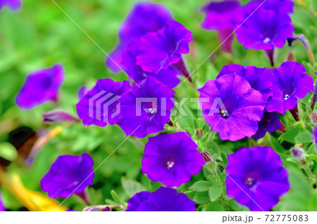 春に咲く紫色の花・カリブラコア 春に咲く紫色の花・カリブラコア 72775083
