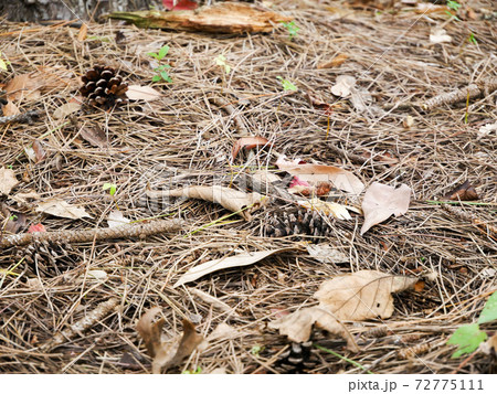 松かさ（松ぼっくり） 72775111