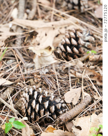 松かさ（松ぼっくり） 72775120