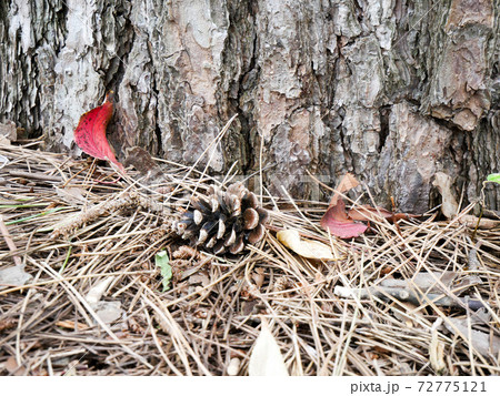 松かさ（松ぼっくり） 72775121