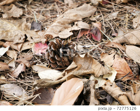 松かさ（松ぼっくり） 72775126