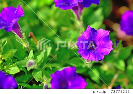 春に咲く紫色の花・カリブラコア 春に咲く紫色の花・カリブラコア 72775212