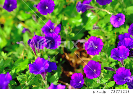 春に咲く紫色の花・カリブラコア 春に咲く紫色の花・カリブラコア 72775213