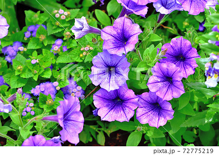 春に咲く紫色の花・カリブラコア 春に咲く紫色の花・カリブラコア 72775219