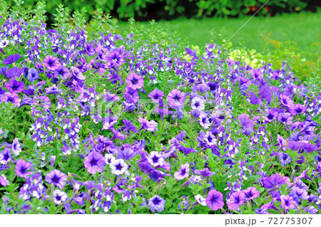 春に咲く紫色の花・カリブラコア 春に咲く紫色の花・カリブラコア 72775307