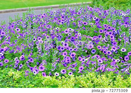 春に咲く紫色の花・カリブラコア 72775309