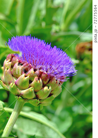 春に咲く紫色の花 チョウセンアザミ アーティチョーク の写真素材