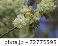 ウコンの桜 72775595