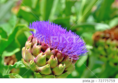 春に咲く紫色の花・チョウセンアザミ（アーティチョーク） 72775759