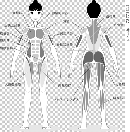 Illustration Of Female Muscles From The Front Stock Illustration 72775813 Pixta