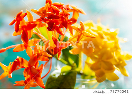 南国の花の写真素材