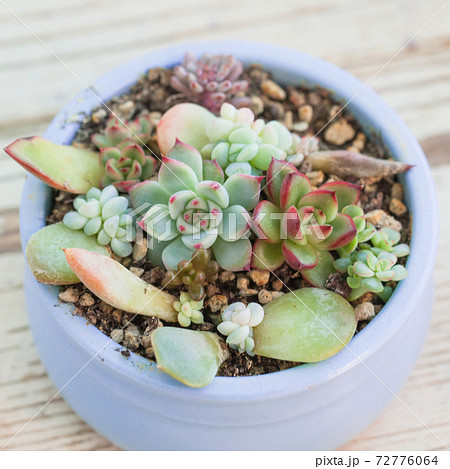 Beautiful colorful succulent echeveria flower plants, mini garden in blue pot on white background 72776064