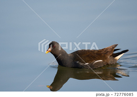 水面を泳ぐバン成鳥02 72776085