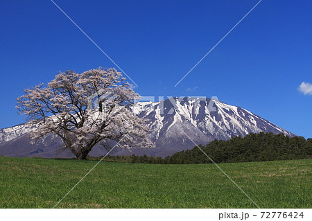 小岩井農場一本桜 72776424