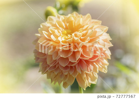 黄色いダリア ダリア テンジクボタンの写真素材