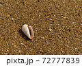 砂浜に置かれたマガキガイの貝殻　沖縄 72777839
