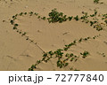 砂浜のハート形水草　沖縄本島　宜野座 72777840