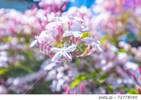 ジャスミンの花 ジャスミンの花 72778560