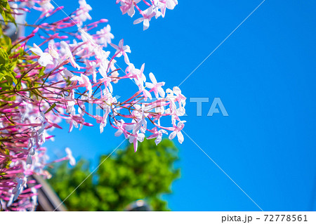 ジャスミンの花 72778561