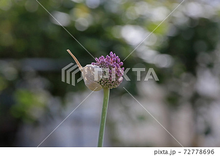 ニンニクの花の写真素材