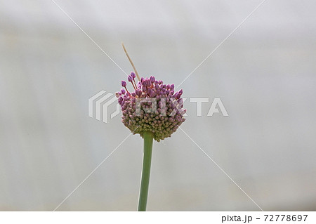 ニンニクの花 72778697