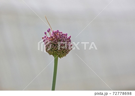 ニンニクの花 ニンニクの花 72778698
