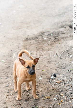 路上に立つ茶色い犬の写真素材