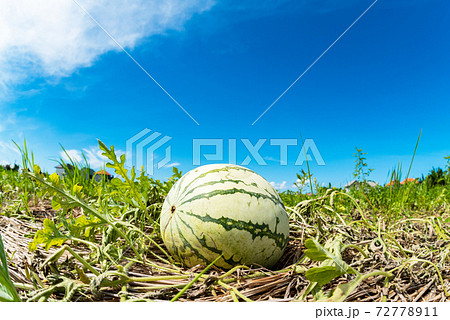 スイカ畑の風景 スイカ畑の風景 72778911
