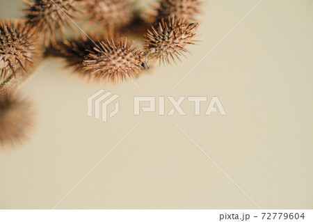 左上に集まるオオオナモミ 72779604