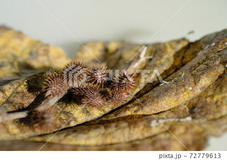 大きな葉っぱの上に置かれたオオオナモミ 72779613