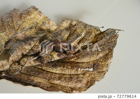 落ち葉とオオオナモミの秋の風流 72779614