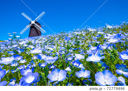 風車とネモフィラの花の写真素材