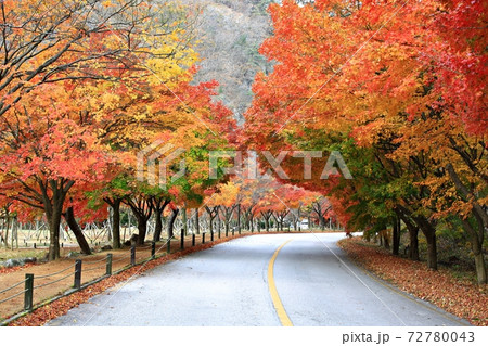 紅葉 秋 公園 72780043