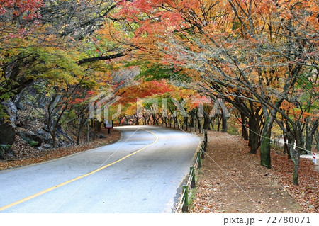 紅葉 秋 公園 72780071