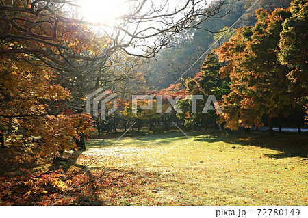 紅葉 秋 公園 72780149