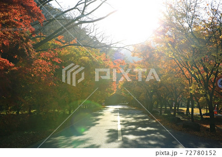 紅葉 秋 公園 72780152