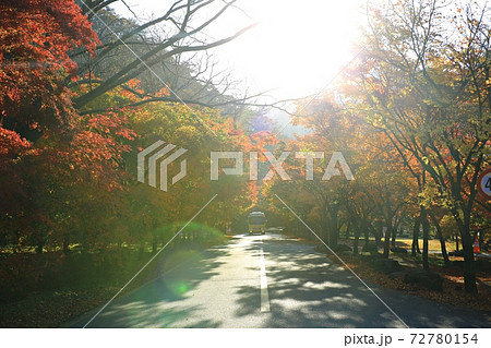 紅葉 秋 公園 72780154