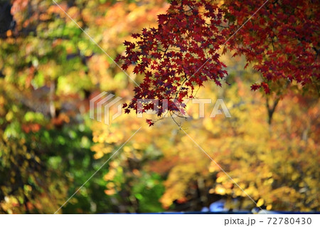 葉 紅葉 秋 72780430