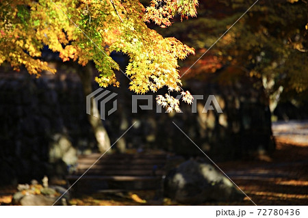 葉 紅葉 秋 72780436
