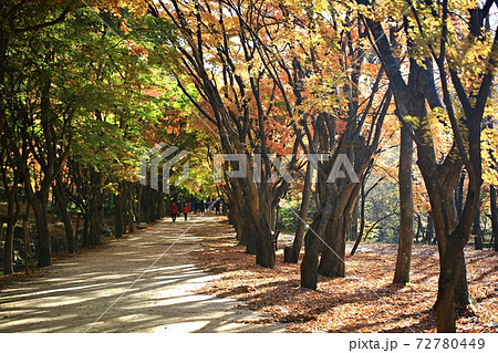 紅葉 秋 木 72780449