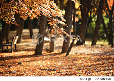 紅葉 秋 公園 72780456