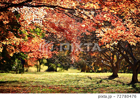 紅葉 秋 公園 72780476