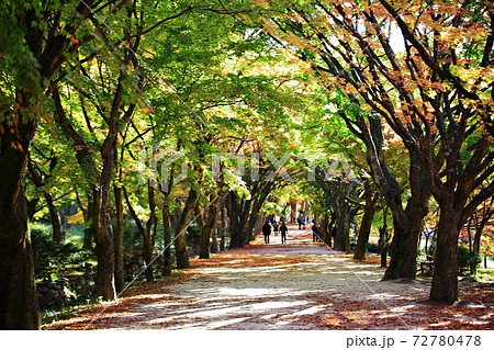 秋 木 公園 72780478