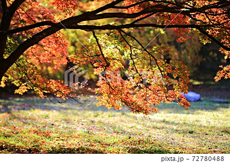 紅葉 秋 公園 72780488