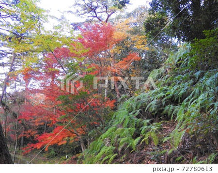 火山の噴火のように斜面から咲く紅葉 火山の噴火のように斜面から咲く紅葉 72780613