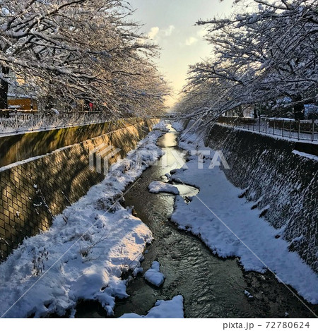 雪に覆われた早朝の散歩道の風景 72780624