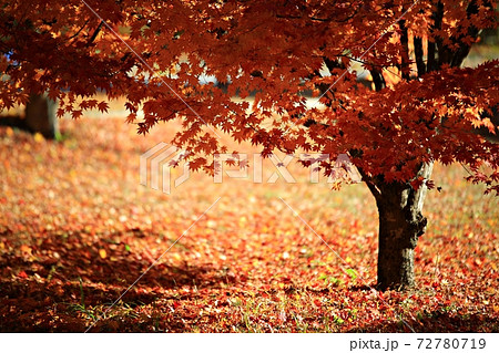 紅葉 秋 公園 72780719