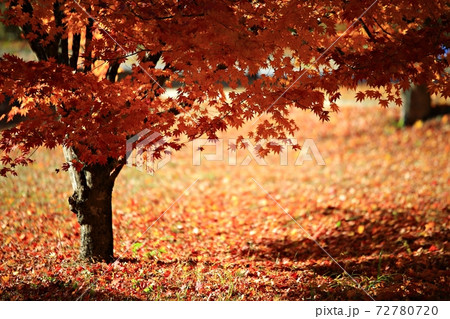 가을풍경,아름다운가을,내장사 - 스톡사진 [72780720] - Pixta